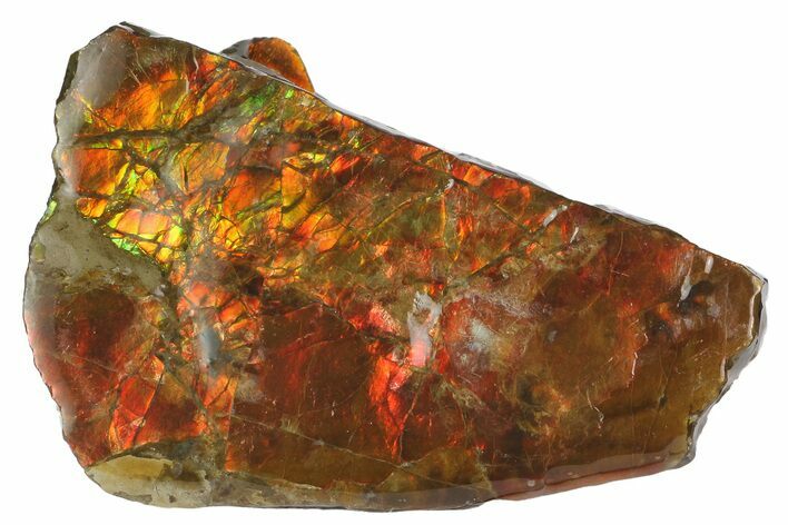 Iridescent Ammolite (Fossil Ammonite Shell) - Alberta, Canada #181068
